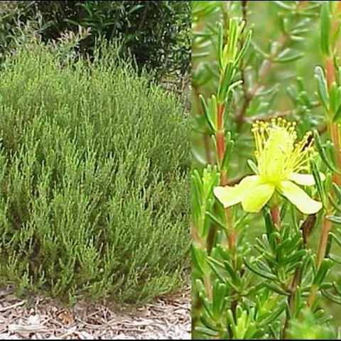 thumbnail for publication: Propagation and Production of Atlantic St. Johnswort